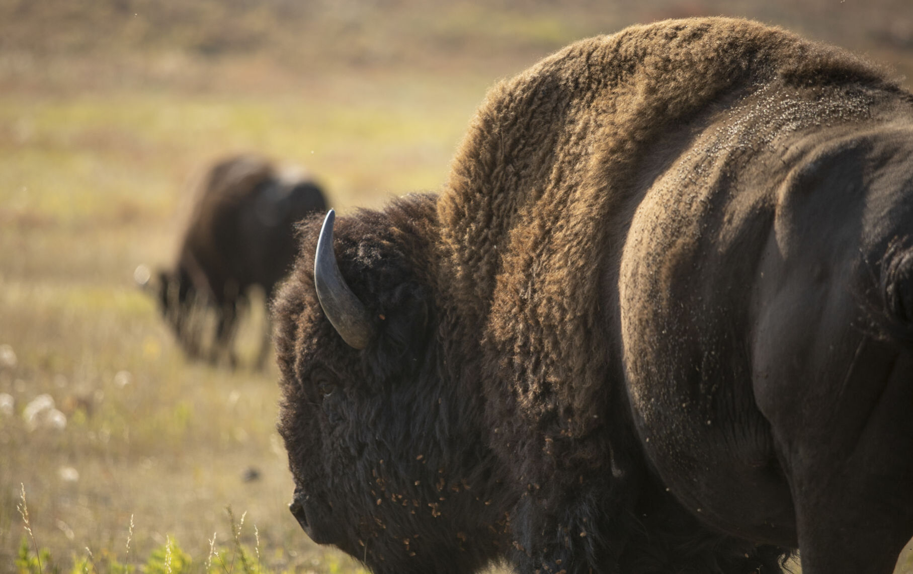 Buffalo Roundup Preview